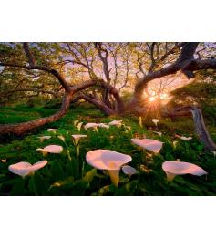 Puzzle Heye Bosques Mágicos, Claro de Calas de 1000 Piezas