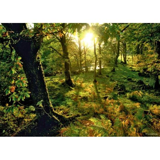 Puzzle Heye El Bosque de 1000 Piezas