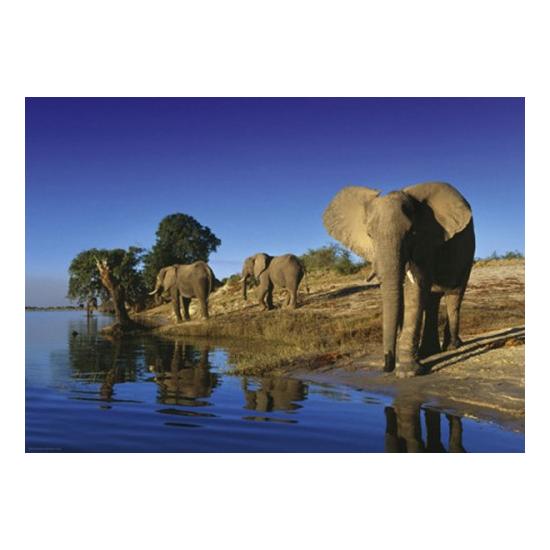 Puzzle Heye Elefante Sediento de 1000 Piezas
