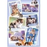 Puzzle Heye Gatitos de 1000 Piezas