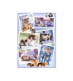 Puzzle Heye Gatitos de 1000 Piezas