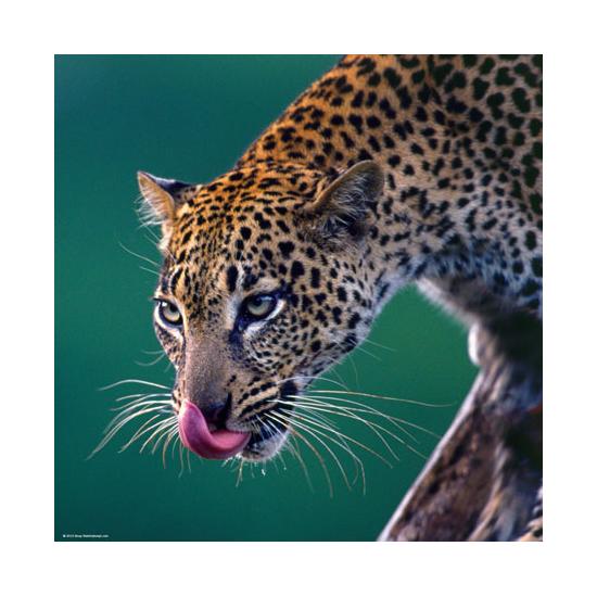 Puzzle Heye Leopardo de 1000 Piezas