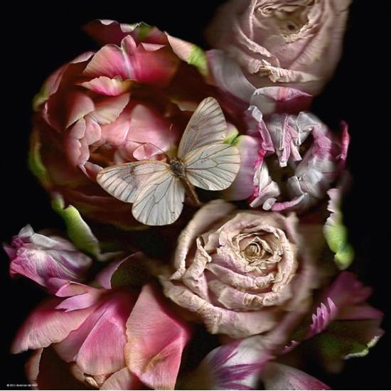 Puzzle Heye Mariposas de 1000 Piezas