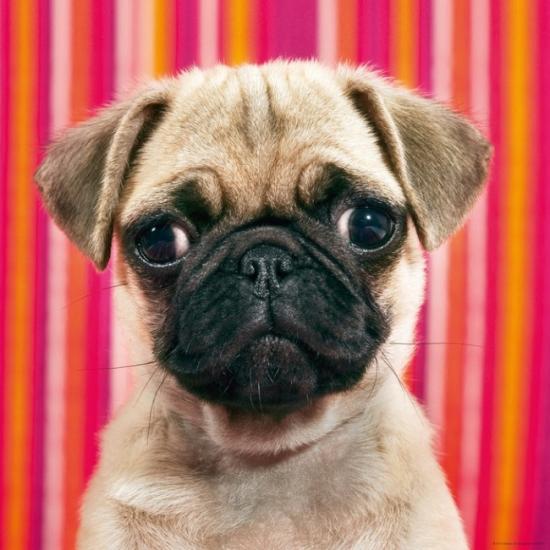 Puzzle Heye Pequinés de 1000 Piezas