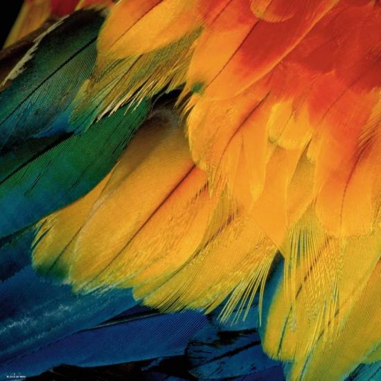 Puzzle Heye Plumas de 1000 Piezas