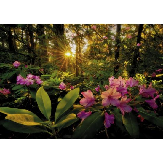 Puzzle Heye Rayos del Sol en el Bosque de 2000 Piezas Puzzle Heye Rayos del Sol en el Bosque de 2000 Piezas