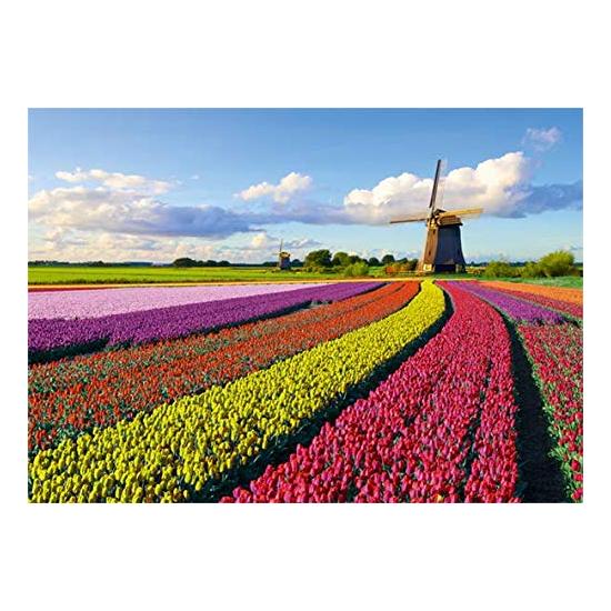 Puzzle Jumbo Campo de Tulipanes 1000 Piezas