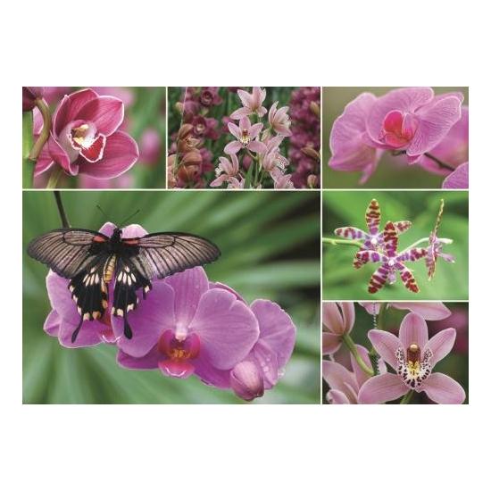 Puzzle Jumbo  Orquídeas de 1000 Piezas Puzzle Jumbo  Orquídeas de 1000 Piezas