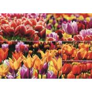 Puzzle Jumbo  Tulipanes Holandeses de 1000 Piezas