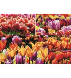 Puzzle Jumbo  Tulipanes Holandeses de 1000 Piezas