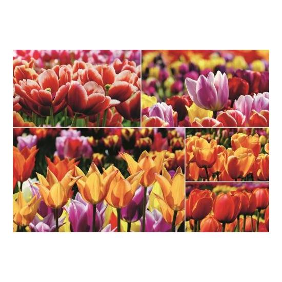 Puzzle Jumbo  Tulipanes Holandeses de 1000 Piezas