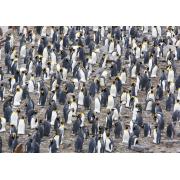 Puzzle Magnolia Colonia de Pingüinos Rey de 1500 Piezas