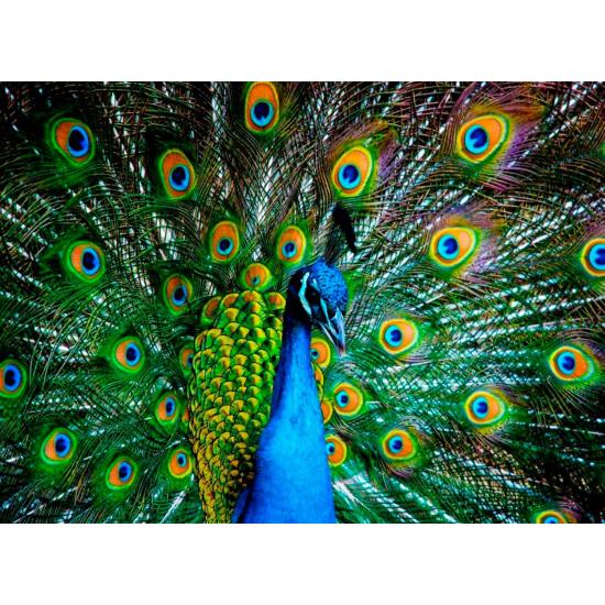 café Revelar billetera Comprar Puzzle Nova Pavo Real de 1000 Piezas - Nova-41113