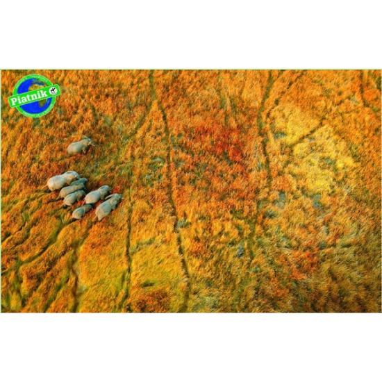 Puzzle Piatnik Elefantes en Ruta de 1000 Piezas