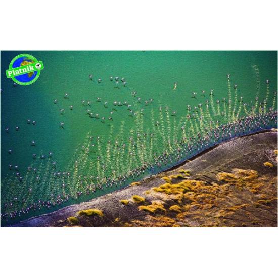 Puzzle Piatnik Flamencos Volando de 1000 Piezas