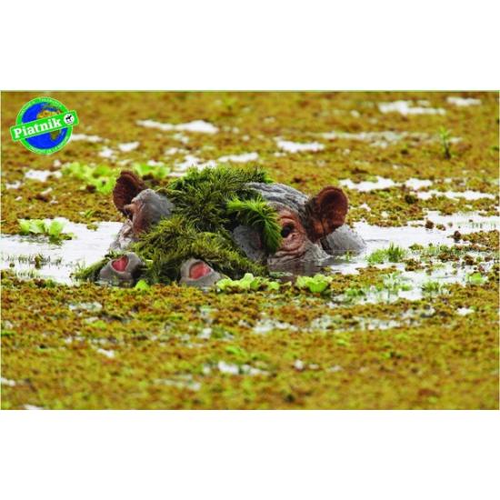 Puzzle Piatnik Hipopótamo de 1000 Piezas