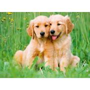 Puzzle Ravensburger Cachorros De Golden Retriever de 500 Piezas