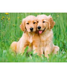 Puzzle Ravensburger Cachorros De Golden Retriever de 500 Piezas