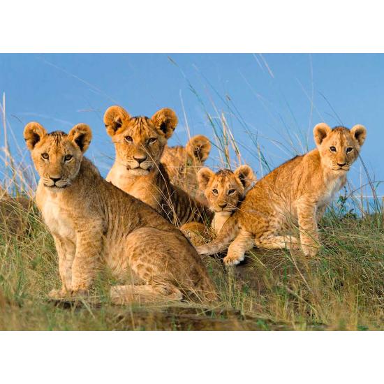 Puzzle Ravensburger Cachorros de León, 500 Piezas Puzzle Ravensburger Cachorros de León, 500 Piezas