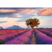 Puzzle Ravensburger Campos de Lavanda de 1000 Piezas