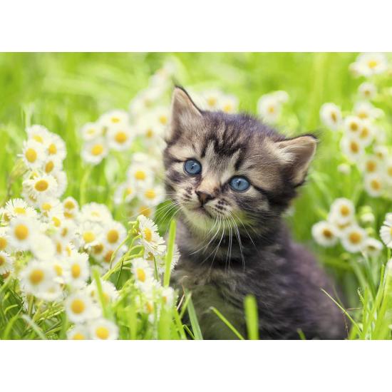 Puzzle Ravensburger Gatito en el Prado de 500 Piezas Puzzle Ravensburger Gatito en el Prado de 500 Piezas