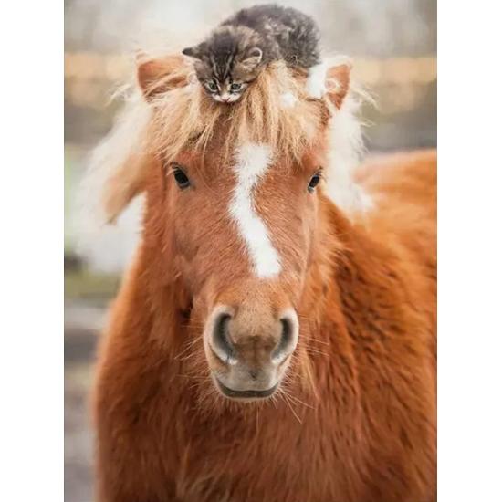 Puzzle Ravensburger Gatito Pequeño Jinete de 500 Piezas