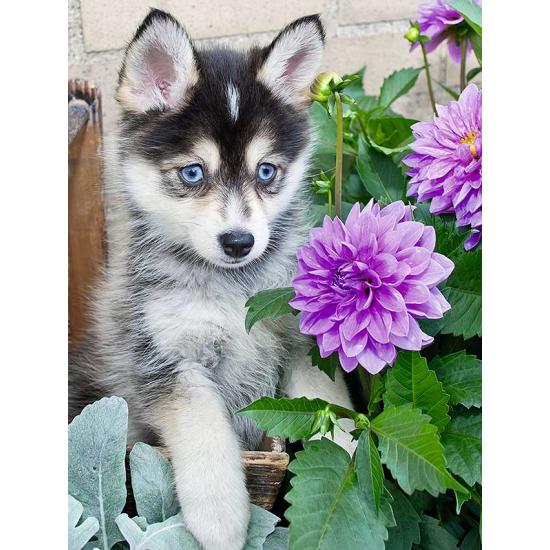 Puzzle Ravensburger Lindo Husky 500 Piezas XXL