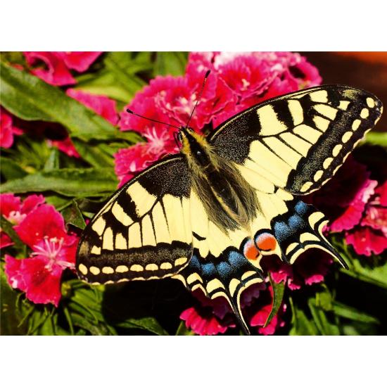 Puzzle Ravensburger Mariposa de 500 Piezas