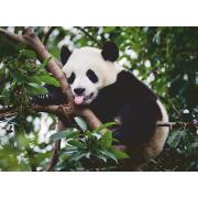 Puzzle Ravensburger Oso Panda de 500 Piezas