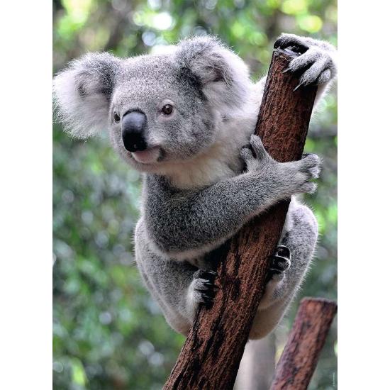 Puzzle Ravensburger Panda y Koala de 2x500 Piezas