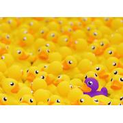 Puzzle Ravensburger Patos de Goma de 1000 Piezas