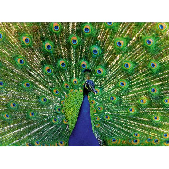 Puzzle Ravensburger Pavo Real de 500 Piezas Puzzle Ravensburger Pavo Real de 500 Piezas