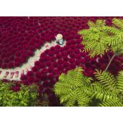 Puzzle Ravensburger Un Mar De Rojo de 500 Piezas