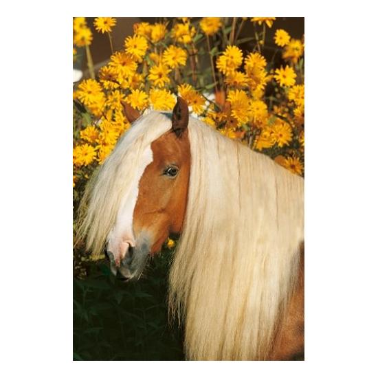 Puzzle Schmidt Amadeus de 500 Piezas