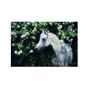 Puzzle Schmidt Caballo Blanco de 1000 Piezas