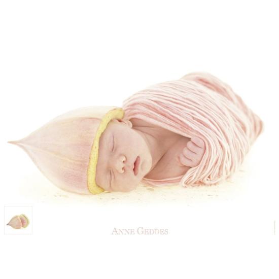 Puzzle Schmidt Eucalipto de 1000 Piezas