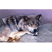 Puzzle SunsOut El Descanso del Lobo de 1000 Piezas