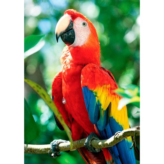 Puzzle Trefl Ara Macao, Honduras de 1000 Piezas