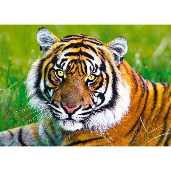 Puzzle Trefl El tigre de 500 Piezas