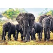 Puzzle Trefl Elefantes Africanos de 1000 Piezas