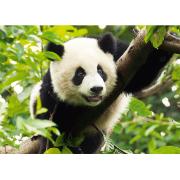 Puzzle Trefl Gran Panda de 500 Piezas