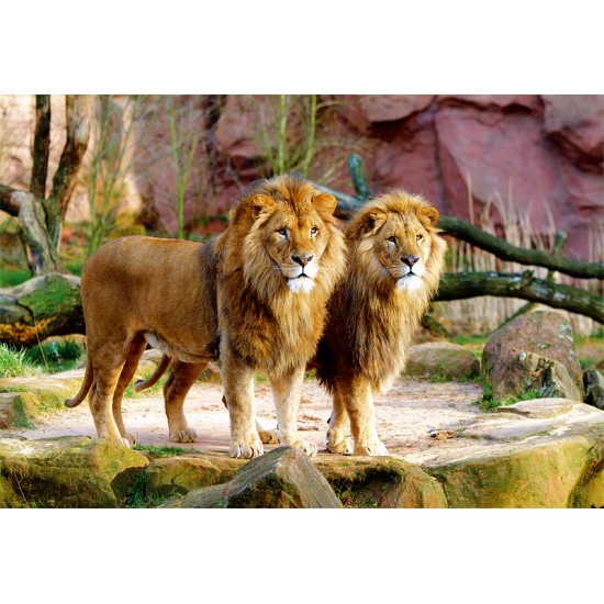 Puzzle Trefl Leones de 1500 Piezas