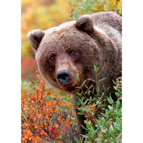 Puzzle Trefl Oso Pardo, Alaska USA de 1000 Piezas