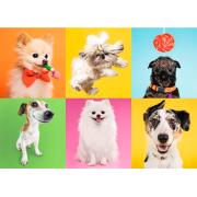 Puzzle Trefl Perritos de 500 Piezas