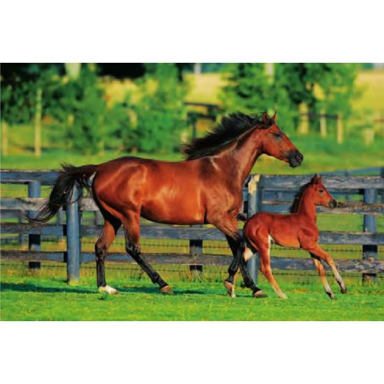 Puzzle Trefl Primeros Pasos de 500 Piezas