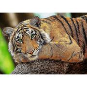 Puzzle Trefl Retrato de Tigre de 500 Piezas