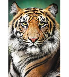 Puzzle Trefl Retrato de un Tigre de 1500 Piezas