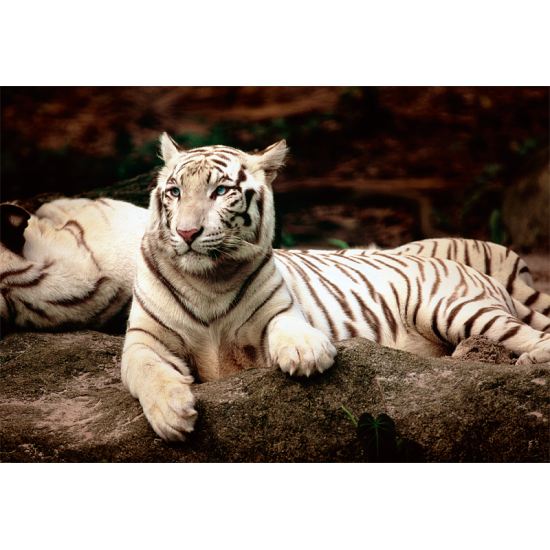 Puzzle Trefl Tigres de Bengala Blancos de 1500 Piezas Puzzle Trefl Tigres de Bengala Blancos de 1500 Piezas